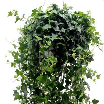 Hedera Pittsburgh Hang 24cm