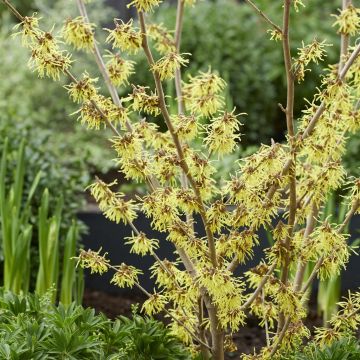 Hamamelis x intermedia Arnold Promise