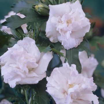 Hibiscus Admiral Dewey
