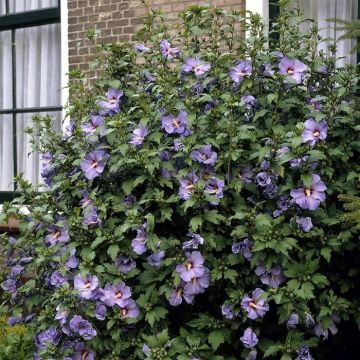 Hibiscus Oiseau Blue