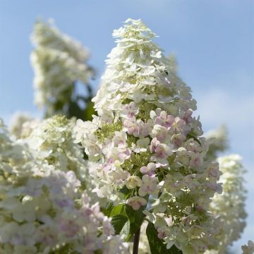 Hydrangea paniculata Unique