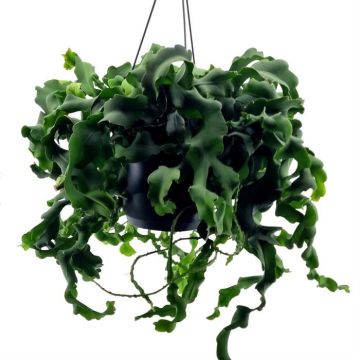 Epiphyllum Monstrosa 17 cm