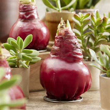 Hippeastrum wax Red (White Flower)