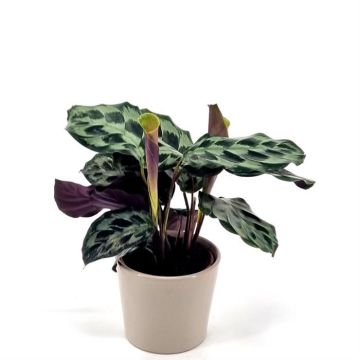Calathea Helen Kennedy