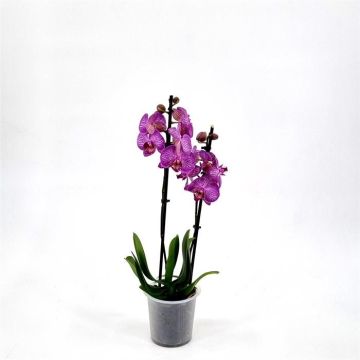 Phalaenopsis Purple stripe