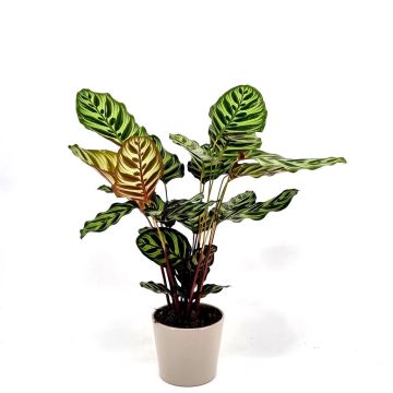 Calathea Makoyana V3