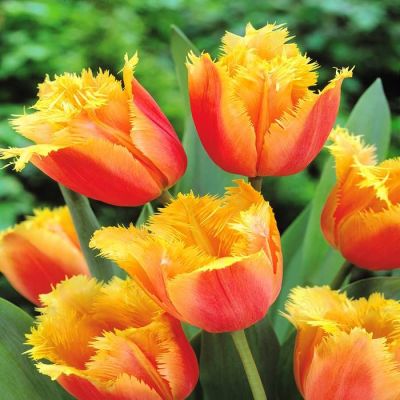 Tulip Fringed Lambada