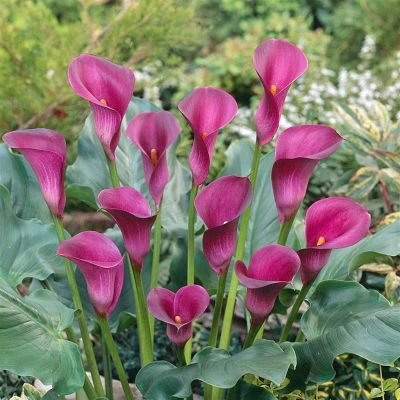 Zantedeschia Marlies