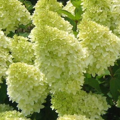 Hydrangea Limelight