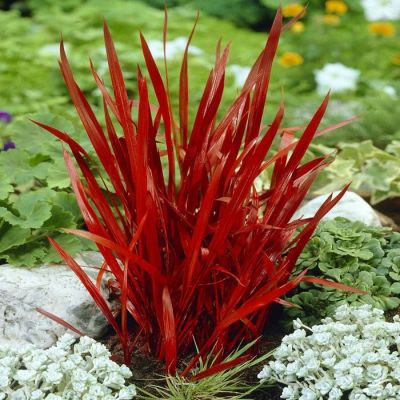 Imperata cylindrica Red Baron