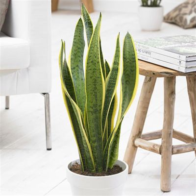 sansevieria-laurentii.jpg
