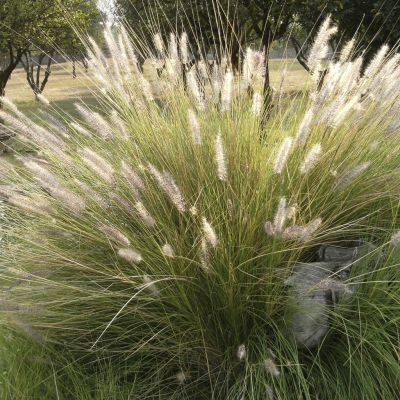 Deschampsia cespitosa Goldtau