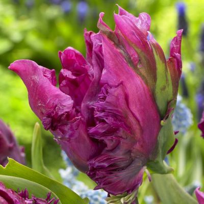 Tulipa Parrot Prince