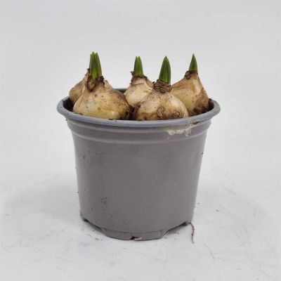 Muscari White Magic 9 cm pot