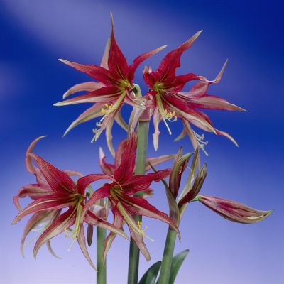 Amaryllis Tango