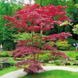 Acer palm. atropurpurea
