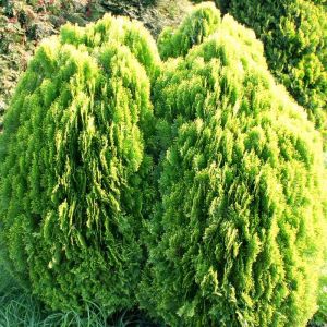 Thuja orientalis Aurea Nana 2