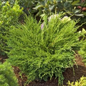 Juniperus horizontalis Andorra Compact