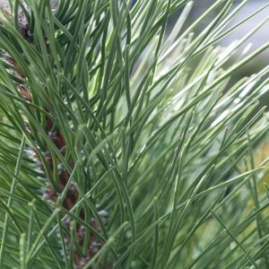 Pinus Sylvestris