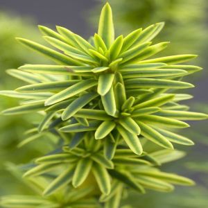 Taxus baccata David v2