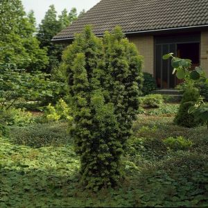 Taxus baccata festigiata Aurea