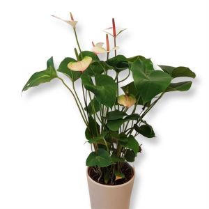 Anthurium Elegance.jpg