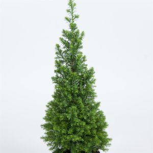 Chamaecyparis thyoides Top Point