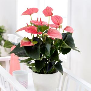 Anthurium roze v2