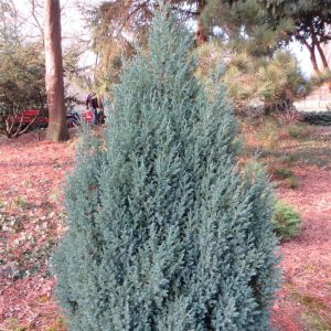 Juniperus chinensis Stricta 20170216 1