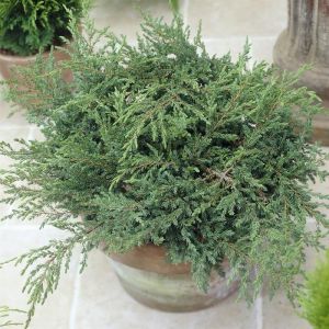 Juniperus Repanda V2
