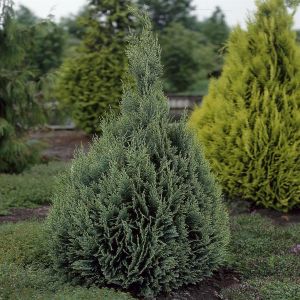 Chamaecyparis Lawsoniana White Spot