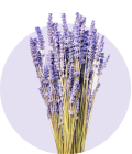 Lavendel